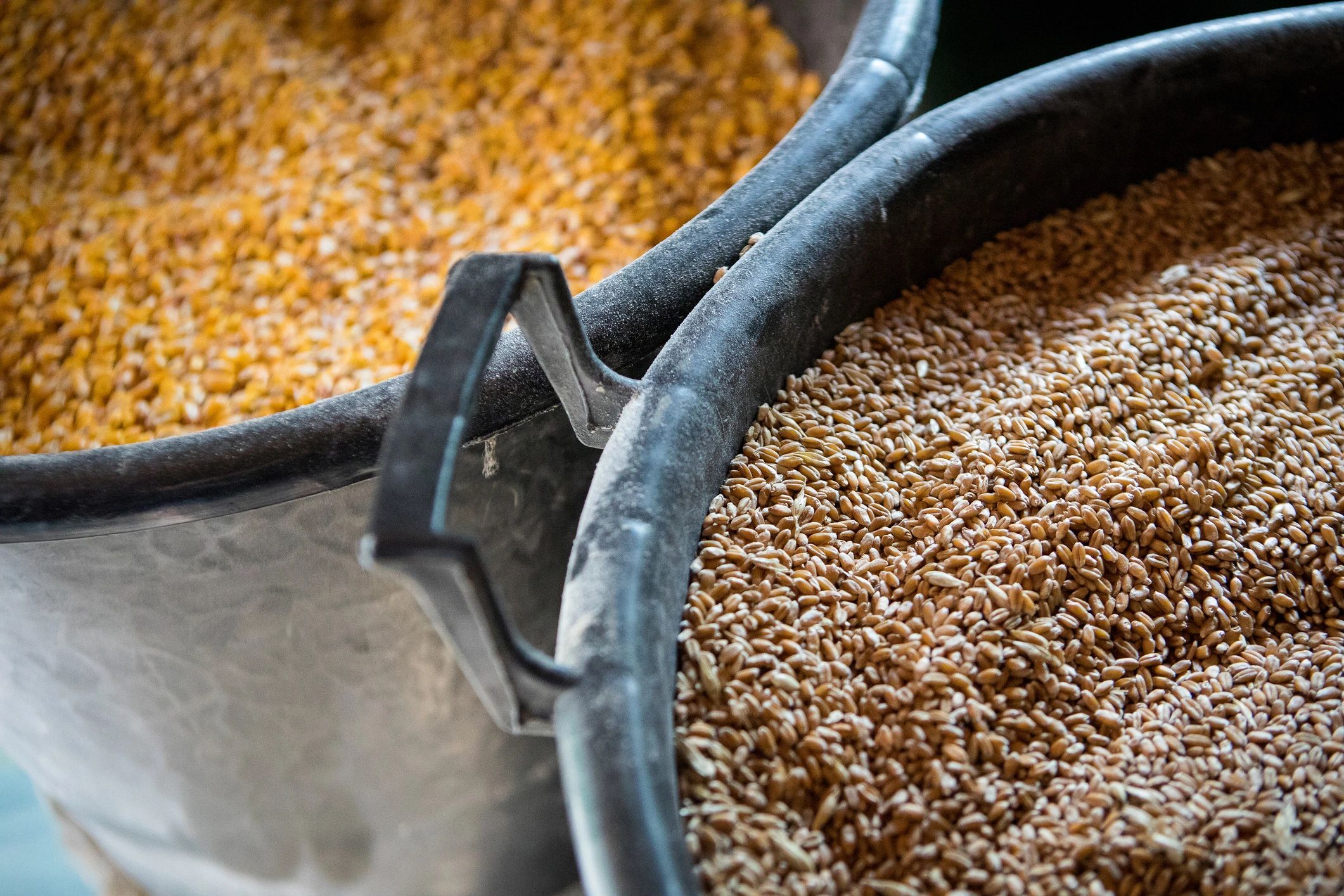 bulk grain export rice wheat barley corn tea