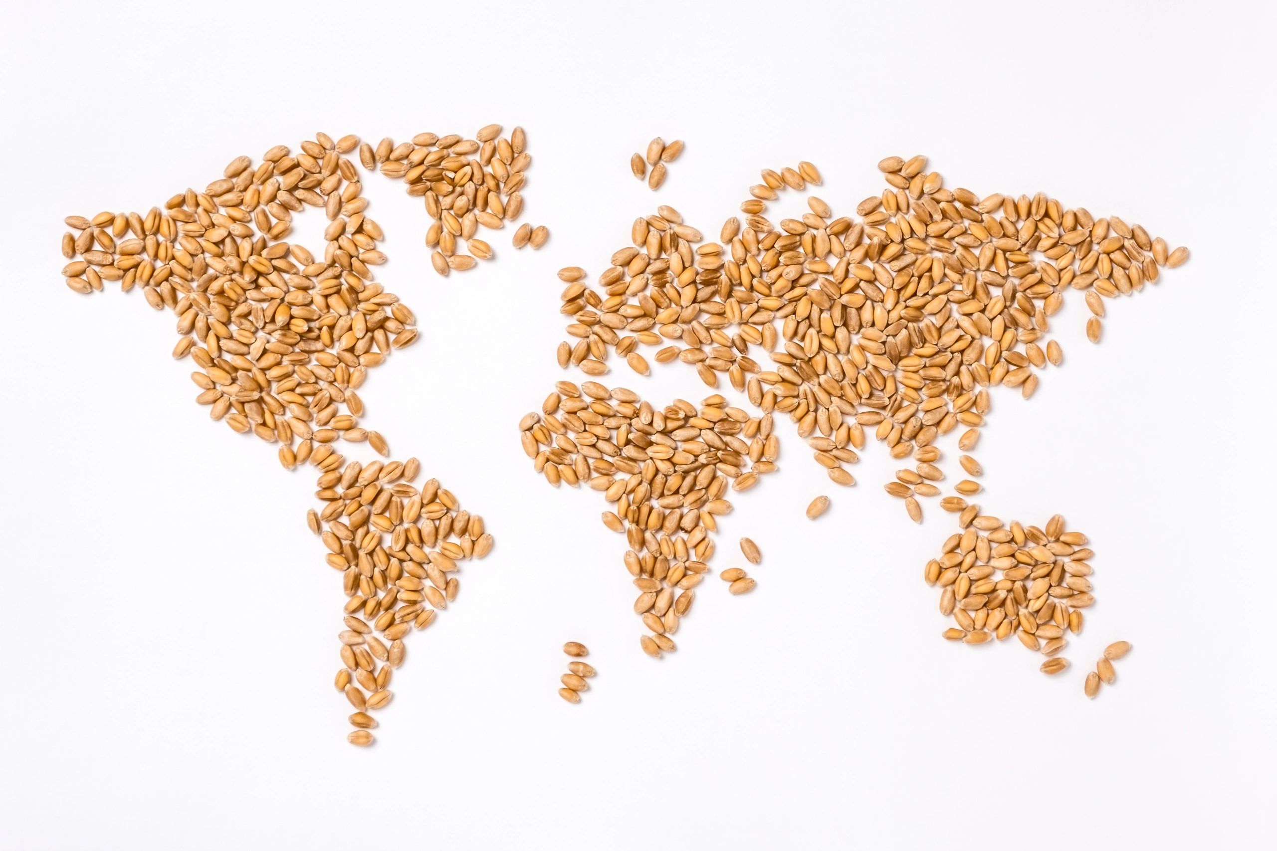 grain trading global commodities