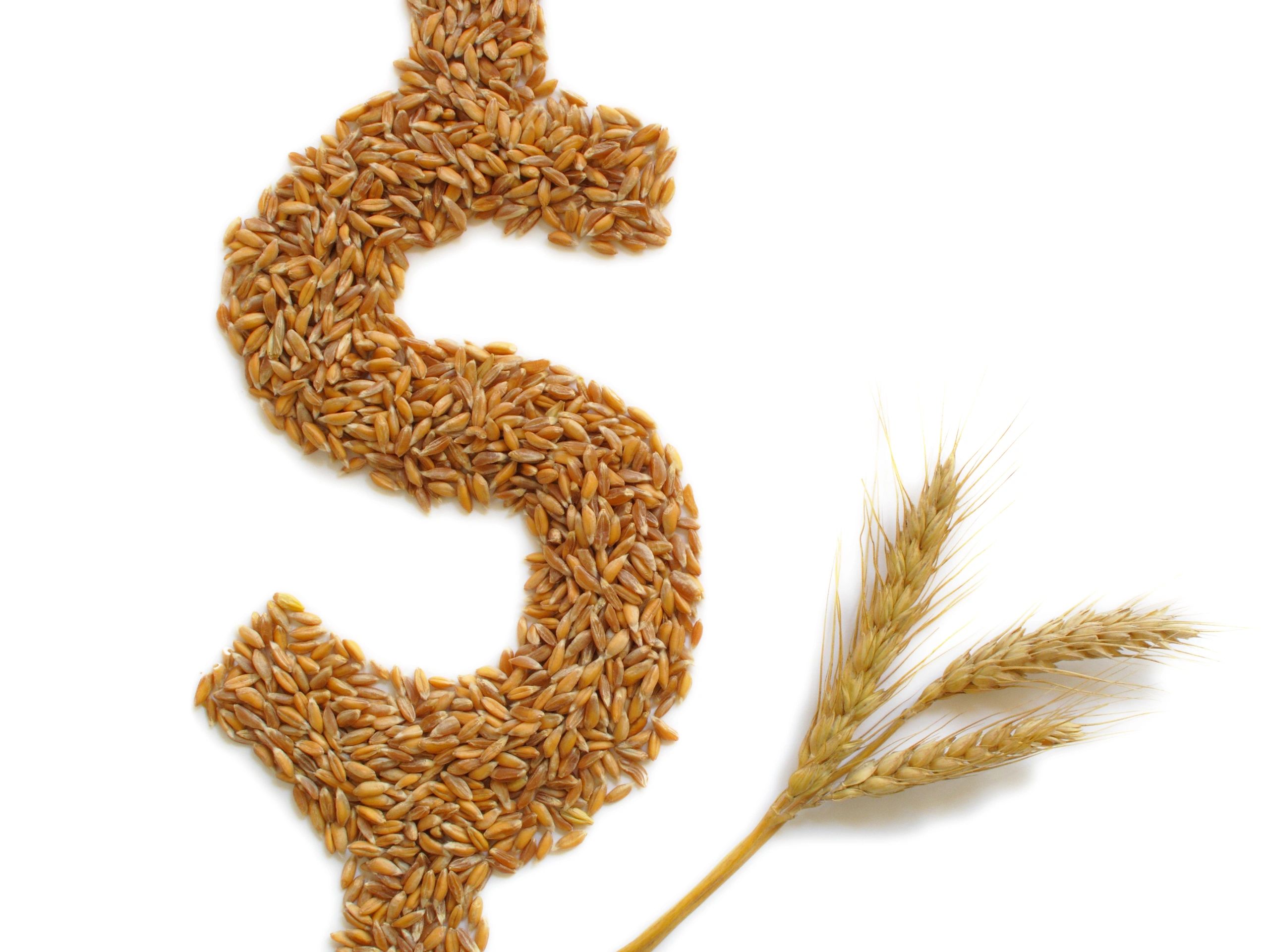 International grain trading professionals